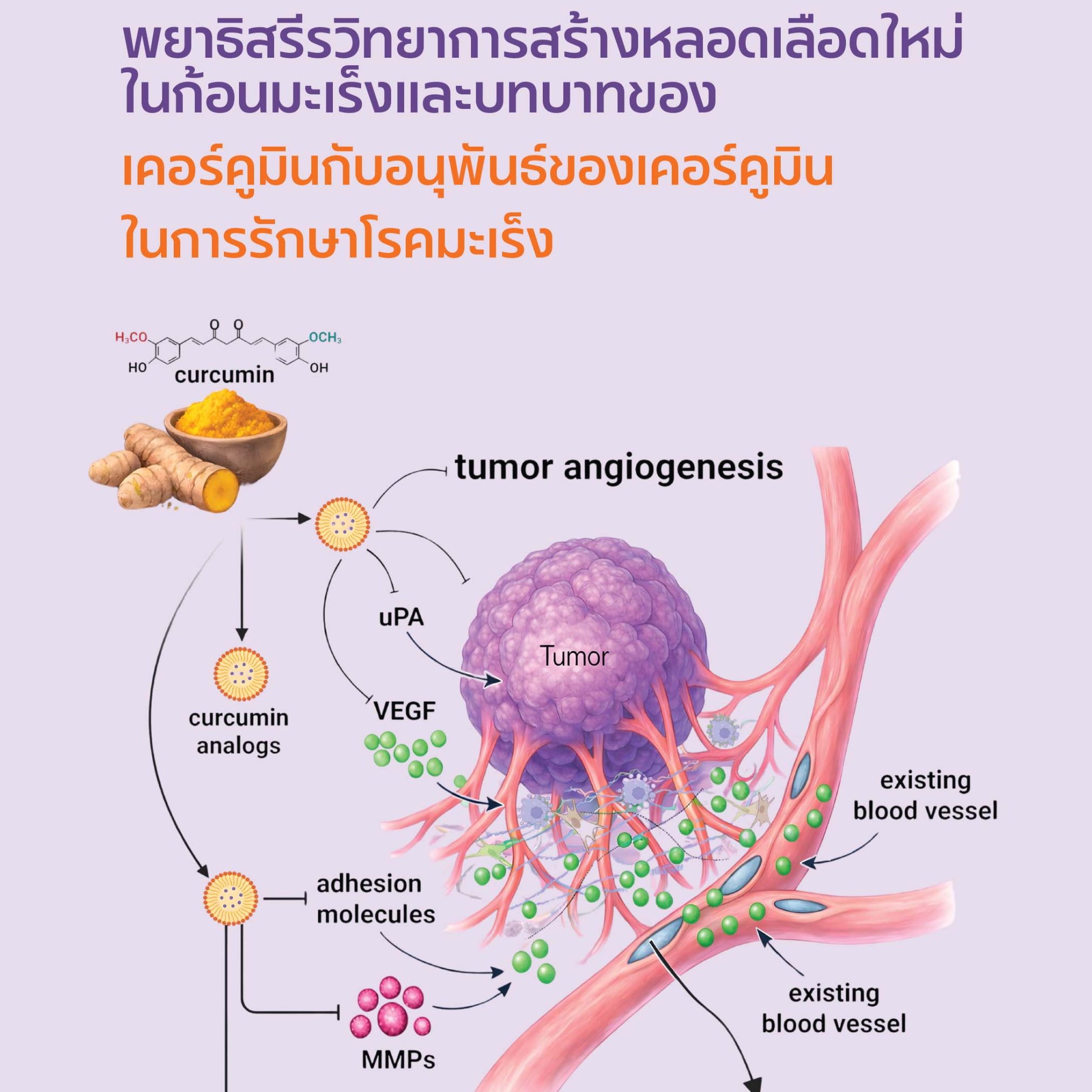 Alternative view of พยาธิสรีรวิทยาการสร้างหลอดเลือดใหม่ในก้อนมะเร็งและบทบาทของเคอร์คูมินกับอนุพันธ์ของเคอร์คูมินในการรักษาโรคมะเร็ง